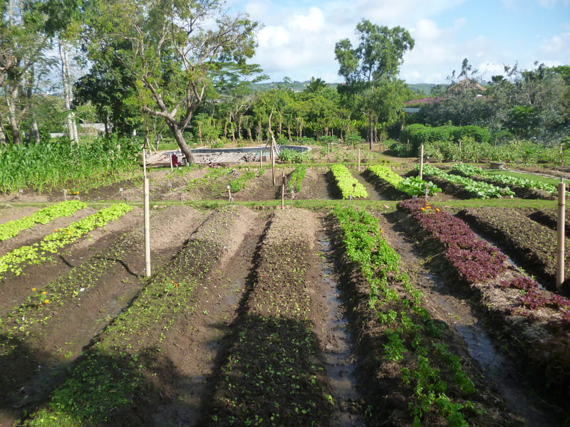 The Organic Farm at AYANA Estate
