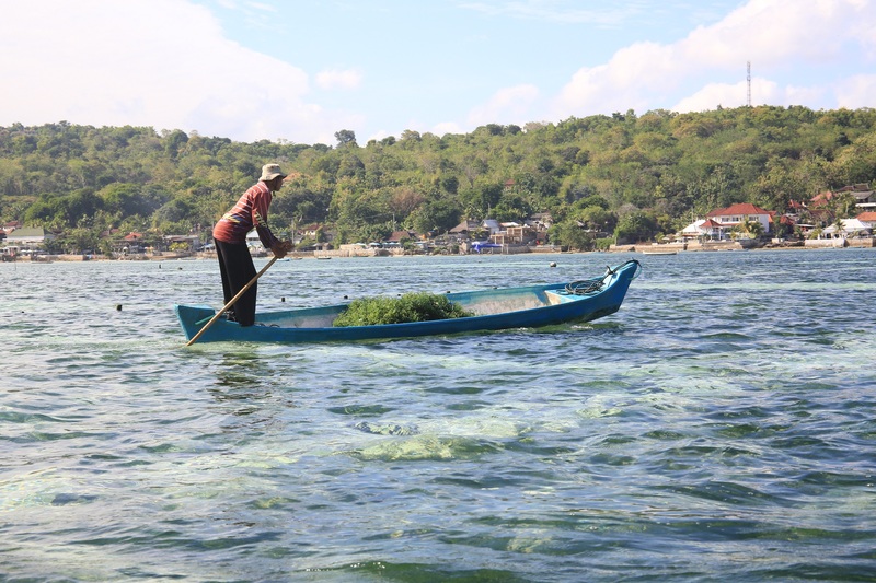 In Bali, Seaweed Farmers Move Their "Jukung" from the Shore and Paddle through Large Areas of Seaweed Plants.