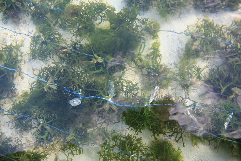 The Farmers Plant the Seaweed Seeds in Their Underwater Plots