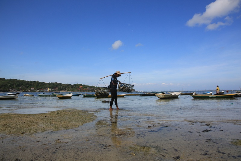 After Harvesting the Seaweeds, the Farmers Carry Them Using Twin Baskets Resting on Their Shoulders