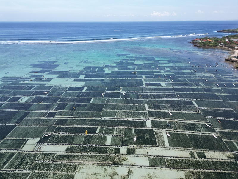 Seaweed Farming in Bali