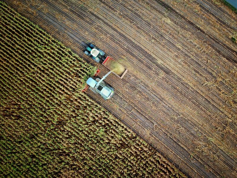 AI Applications, Particularly in Agriculture, Are Instrumental in Addressing Sustainability Challenges