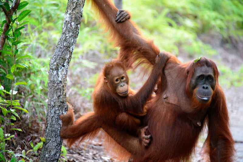 Kicking around in Kalimantan with Orangutans