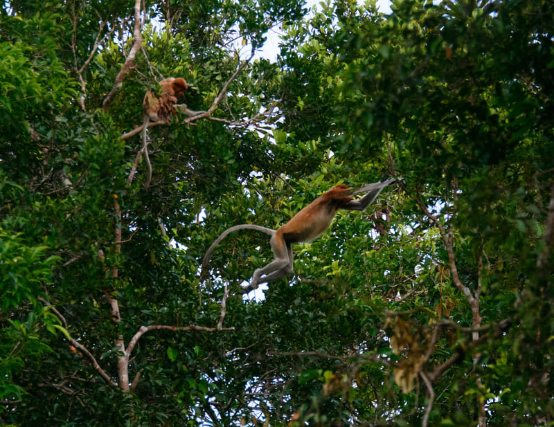 Proboscis Monkeys at Tanjung Puting National Park