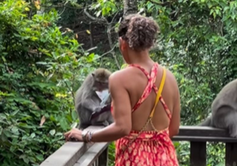 Monkey in Bali Tears Apart Tourist's Passport Recorded in a Video