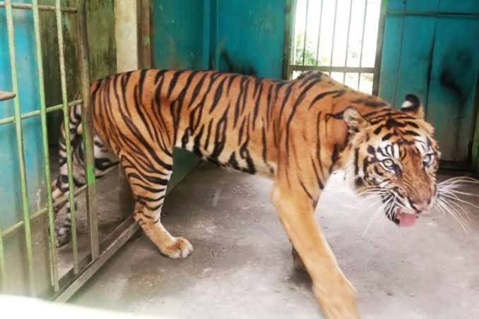 Three Tigers Died in Medan Zoo
