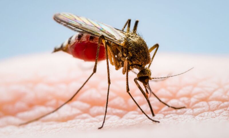 Правительство Бали поощряет вакцинацию туристов от лихорадки денге — индонезийские экспатрианты