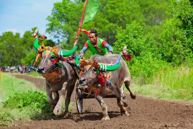 Unique Traditional Sports in Indonesia