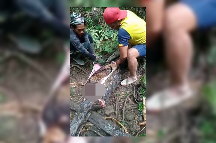A Female Farmer Found Dead, Swallowed by a Giant Python