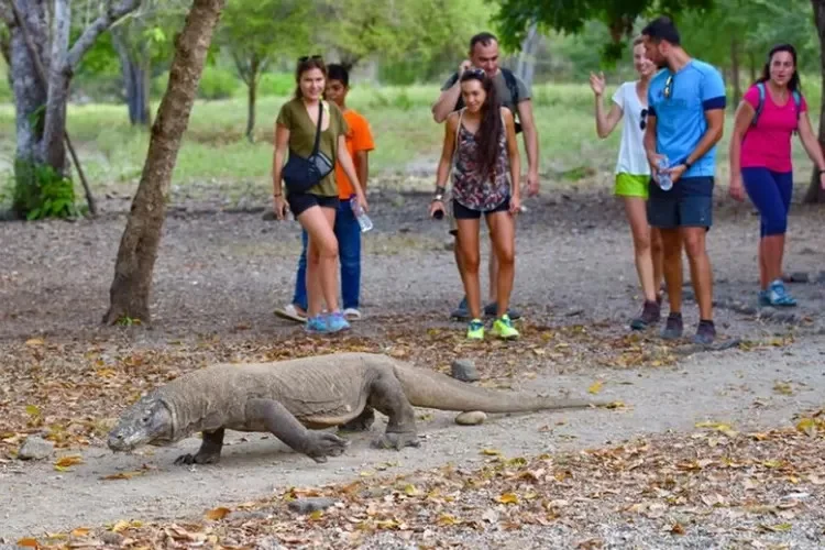 Komodo National Park Plans to Close for Tourist Activities in 2025