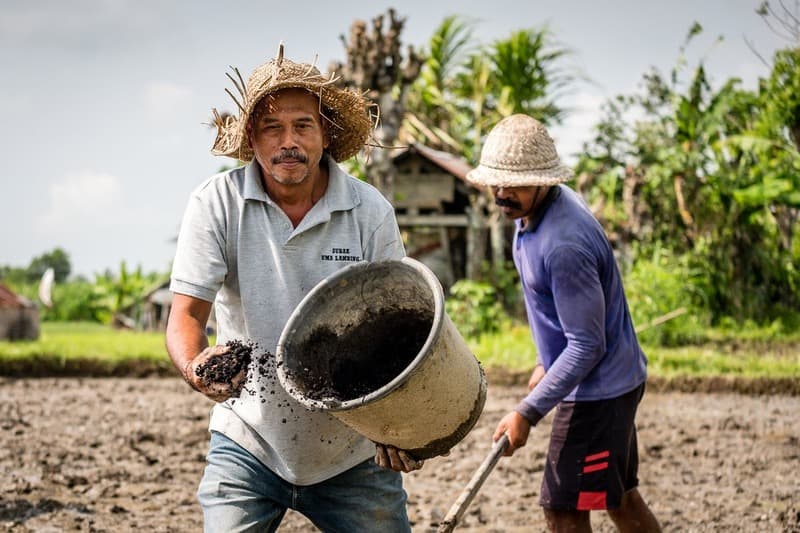 bali rice farmer 