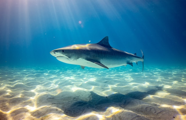 American Tourist Missing in Maluku, Body Later Found in Shark’s Stomach