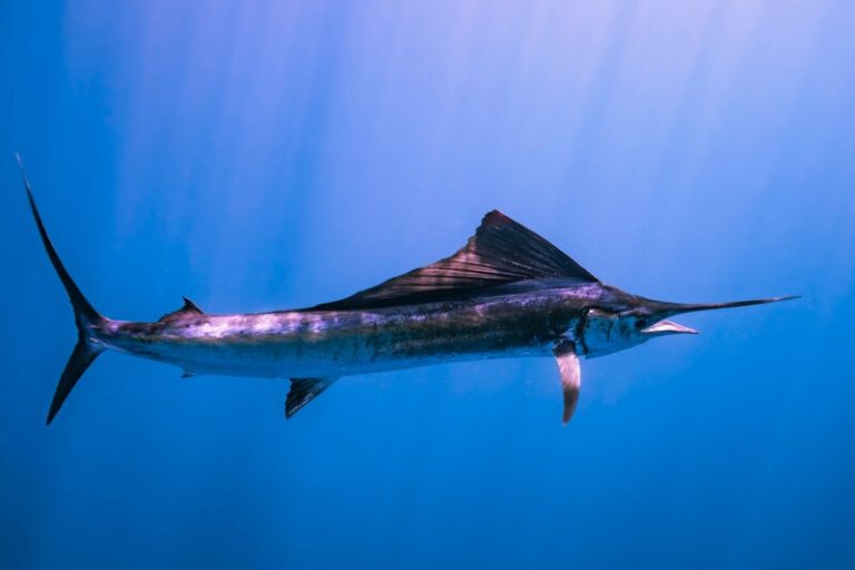 Italian Surfer Dies After Being Impaled By Swordfish In Mentawai