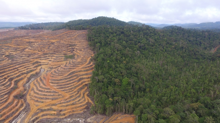 Indonesian Environmental Groups Criticise EUDR Delay