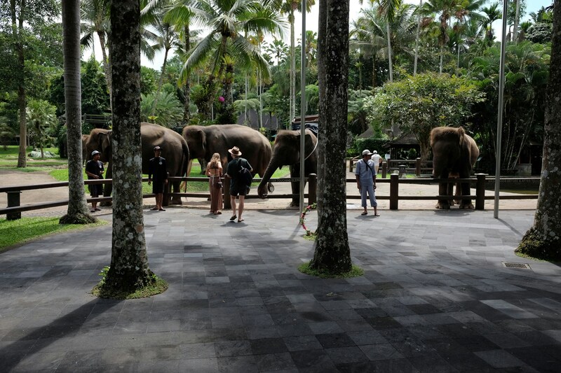 Bali’s Best Destinations for Wildlife Encounters