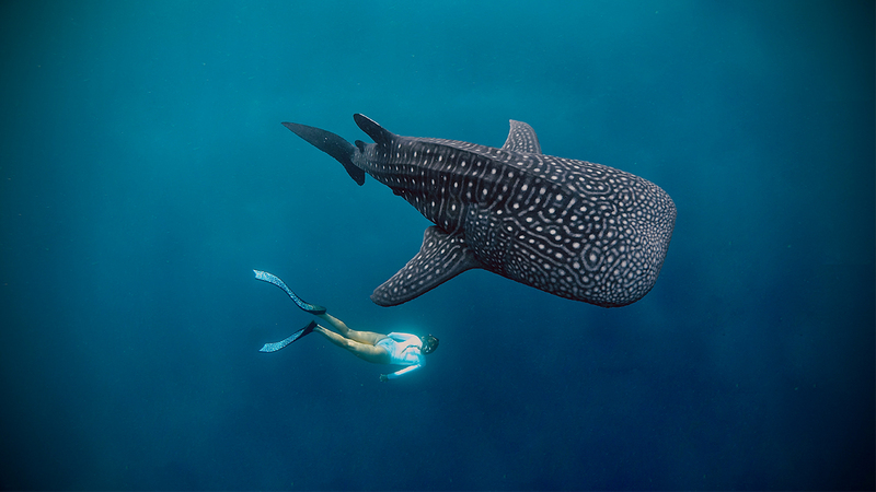Whale Sharks Increasingly Popular as Sumbawa Tourism Favourite