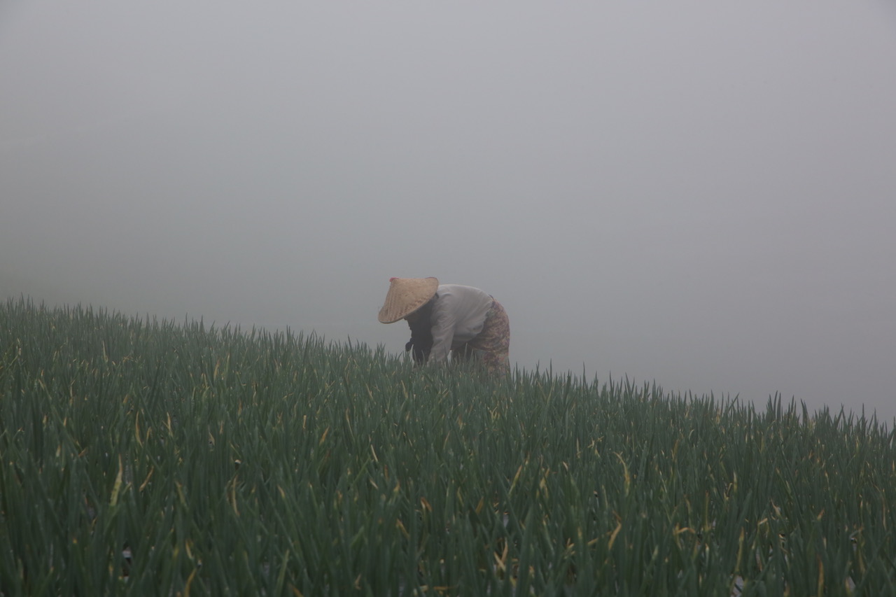 The villager was still planting under the fog