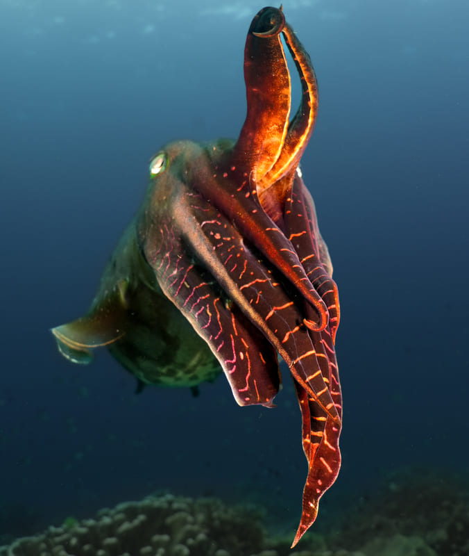 Cuttlefish