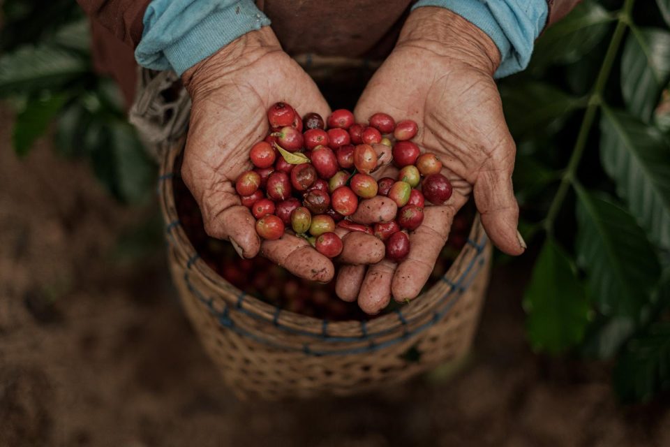 Indonesia Aims to Become World’s Second Largest Coffee Exporter