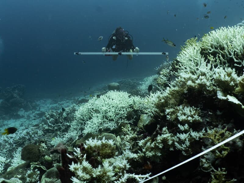 Mapping Bleached Reef 