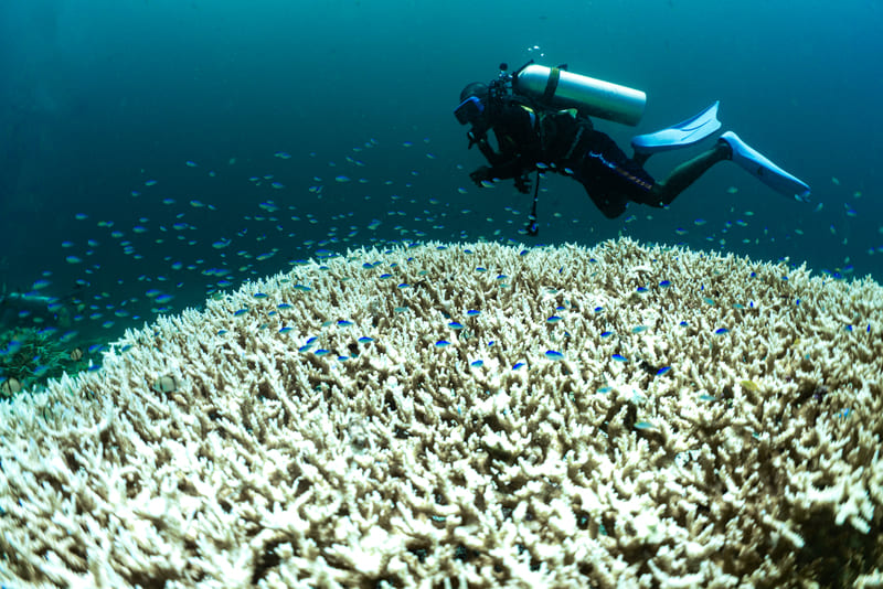 White Reefs due to Cyanobacteria