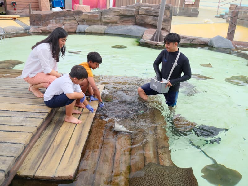 Stingray Feeding