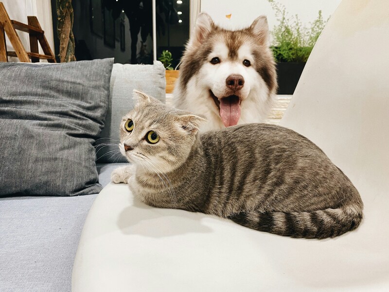 Jakarta Provincial Government to Launch 'BPJS' Scheme for Pets
