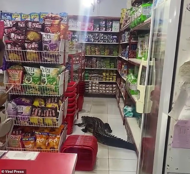 Crocodile Shocks Shoppers After Wandering into Corner Shop on Taliabu Island