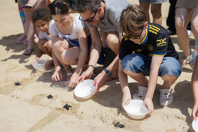 2 baby sea turtles hatched from their nest on the sandy beachfront in front of the Resort