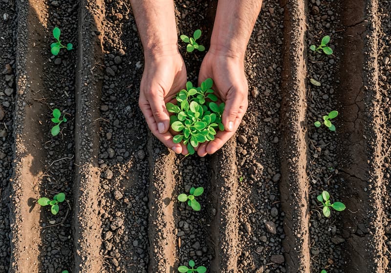 Sustainability Swindling