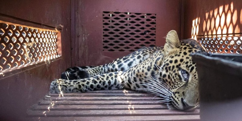 Wild Leopard Startles Public After Entering a Hotel in Bandung