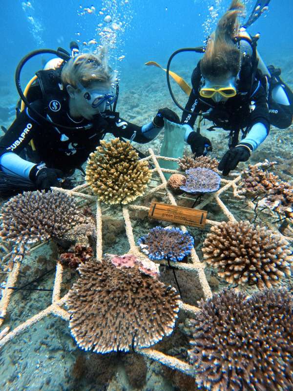 How to dive or snorkel with care to keep the reef undamaged