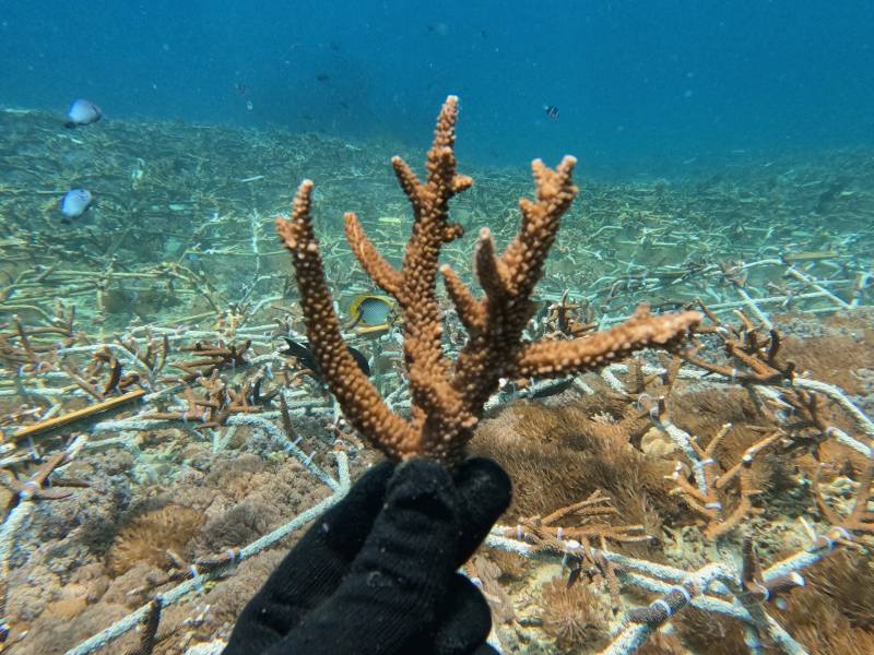 Coral Reef Restoration