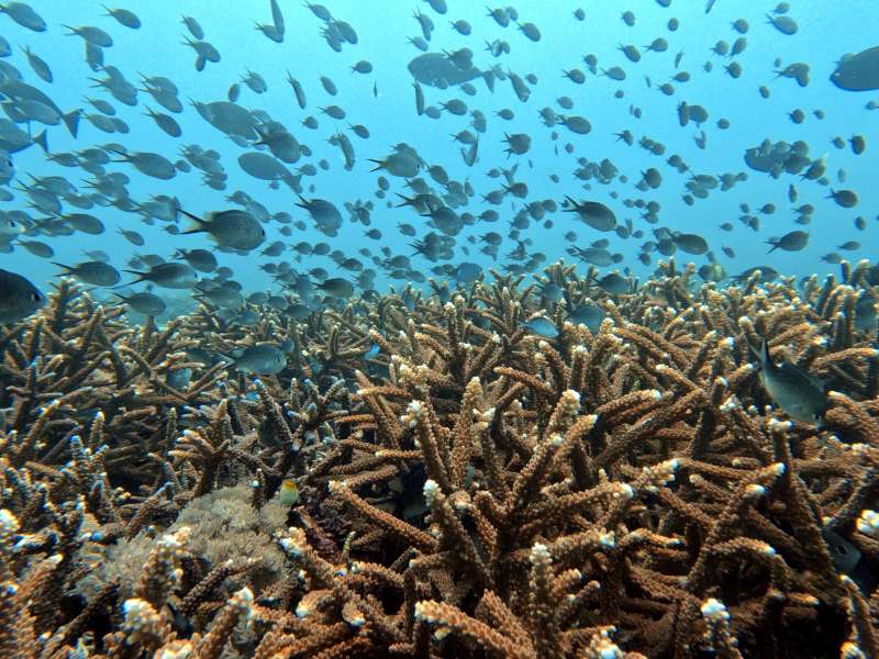 Heal the Ocean: Coral Reef Restoration in Padangbai, Bali