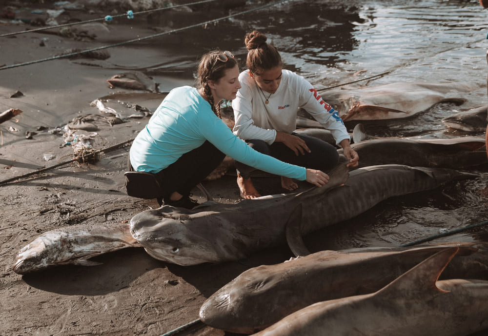 Dead Sharks Due to Massive Fishing