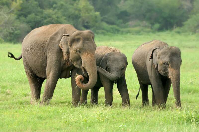 Bali Zoo Stops Elephant Rides Amid Animal Welfare Pressure