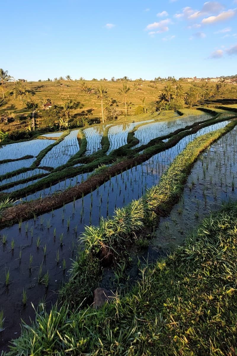 Sunrise Jatiluwih Bali by Simran Ishwar