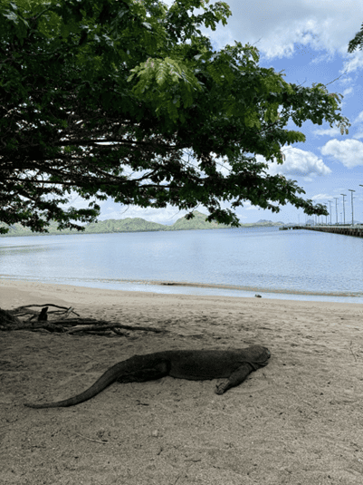 Komodo Dragon
