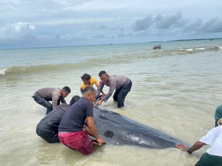 Dozens of Pilot Whales Stranded off Rote, East Nusa Tenggara
