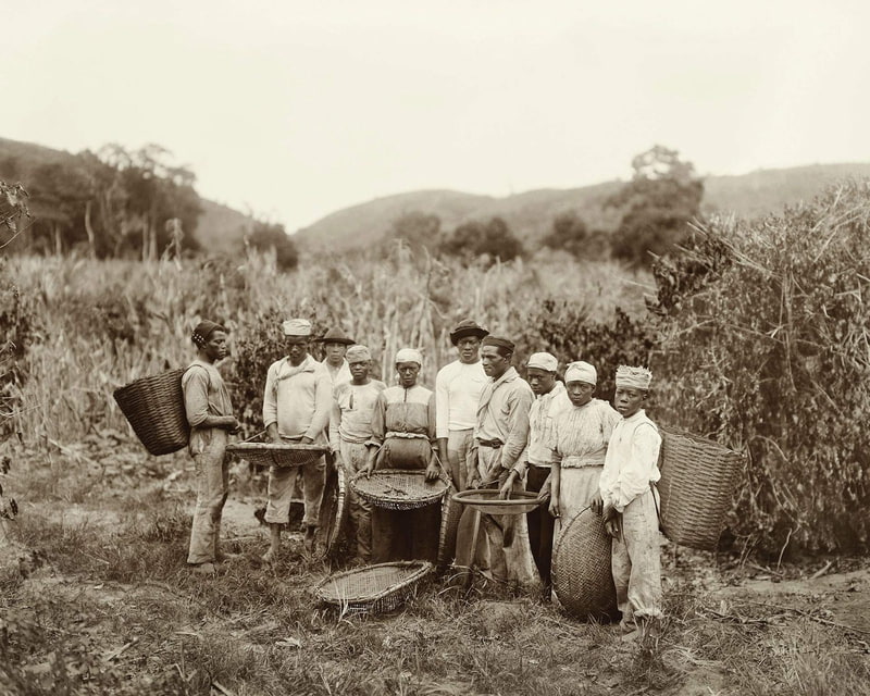 The Story of Coffee in Indonesia: From Colonial Commodity to Global Speciality Icon