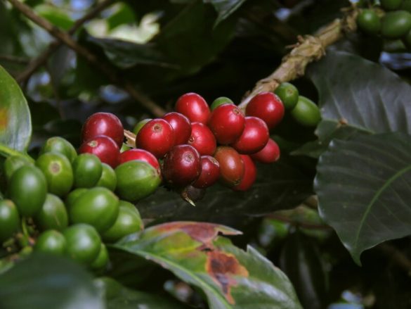 The Story of Coffee in Indonesia