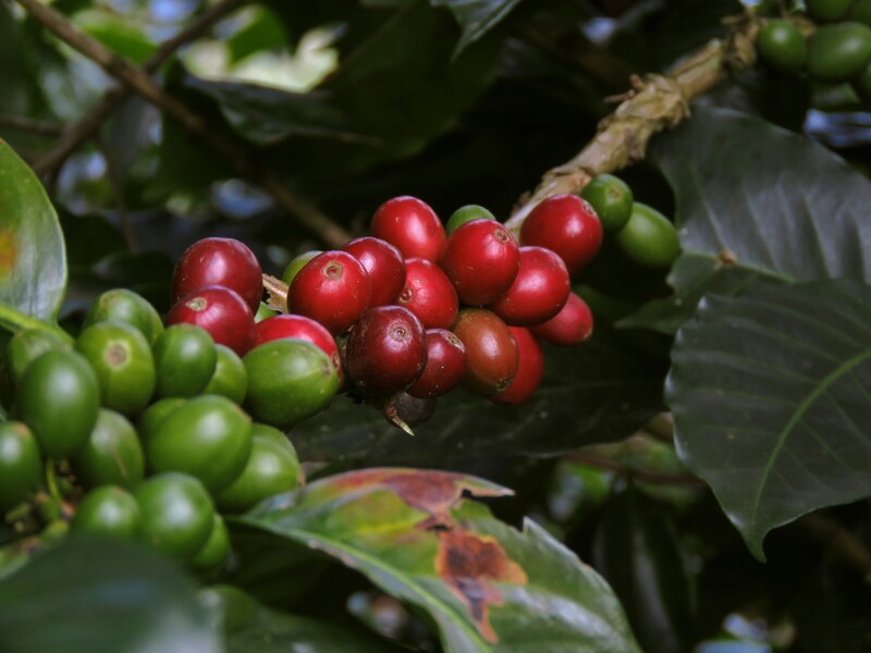 Raw Coffee Beans