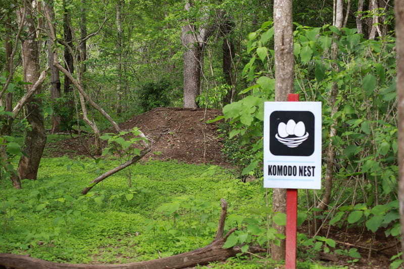 A Komodo Nesting Place