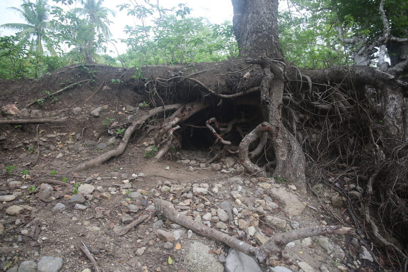 Komodo's Den