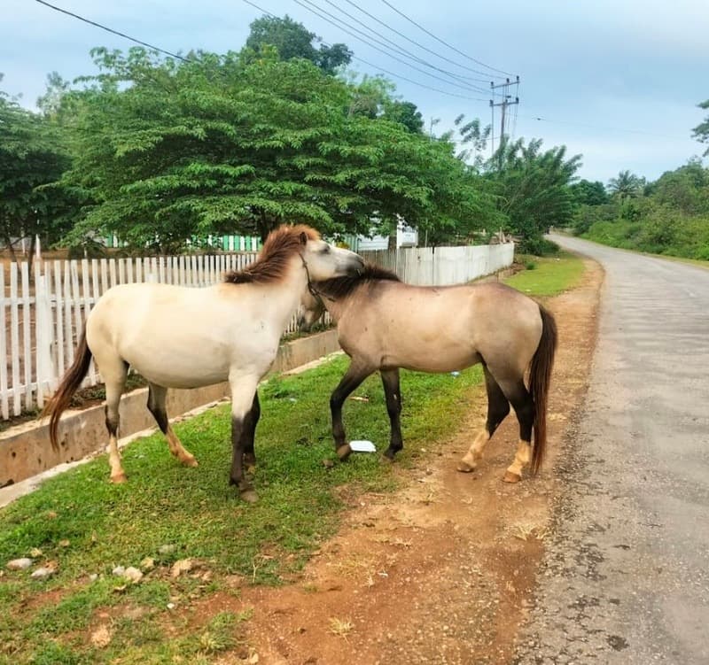 Chasing Wild Horses on Muna Island