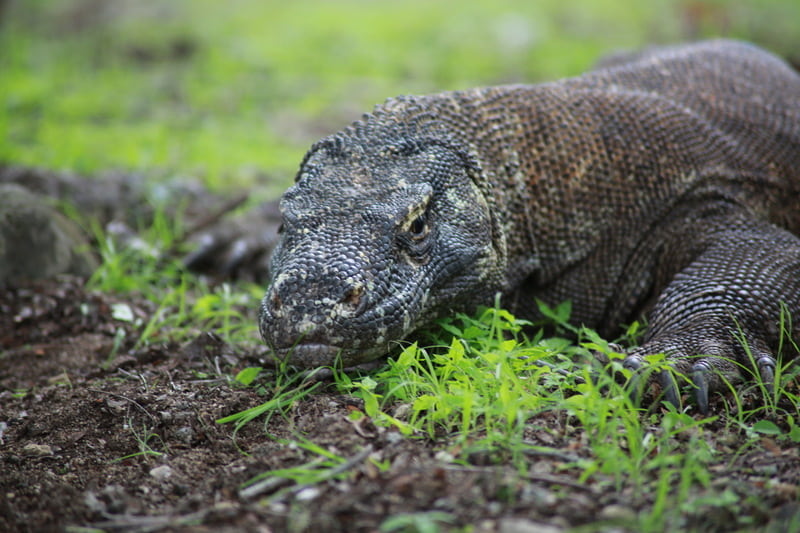 Living with the Dragons: The Chronicle of the Komodo Village