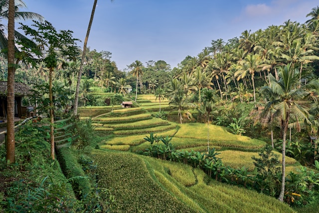 How Smart Expats Are Securing Land in Bali's Overheated Market