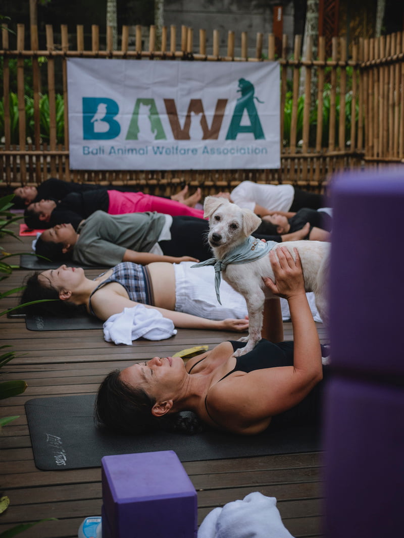 Partnership with Bali Animal Welfare Association (BAWA)