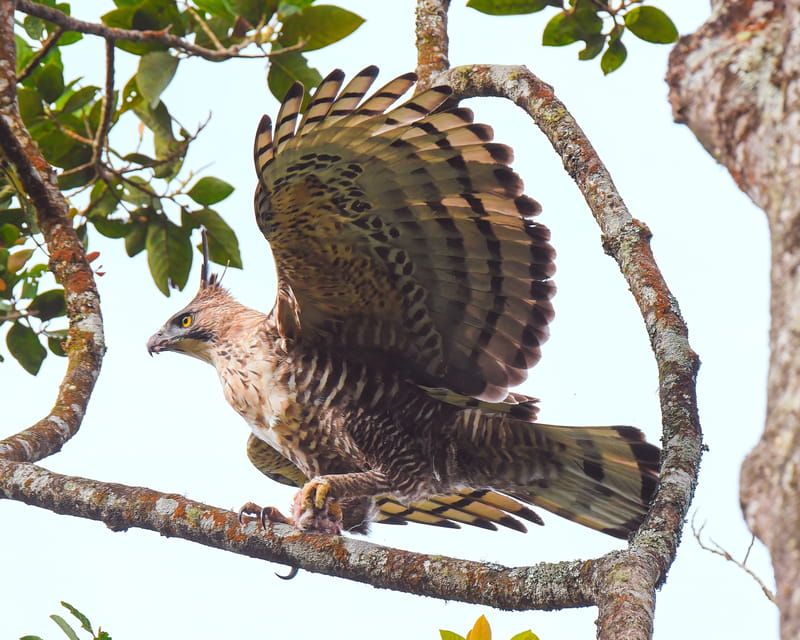 Padma Hotels Partners with Djarum Foundation to Raise Awareness of Javan Hawk-Eagle Conservation
