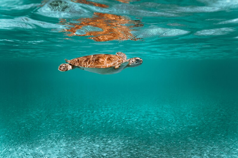 Underwater Exploration